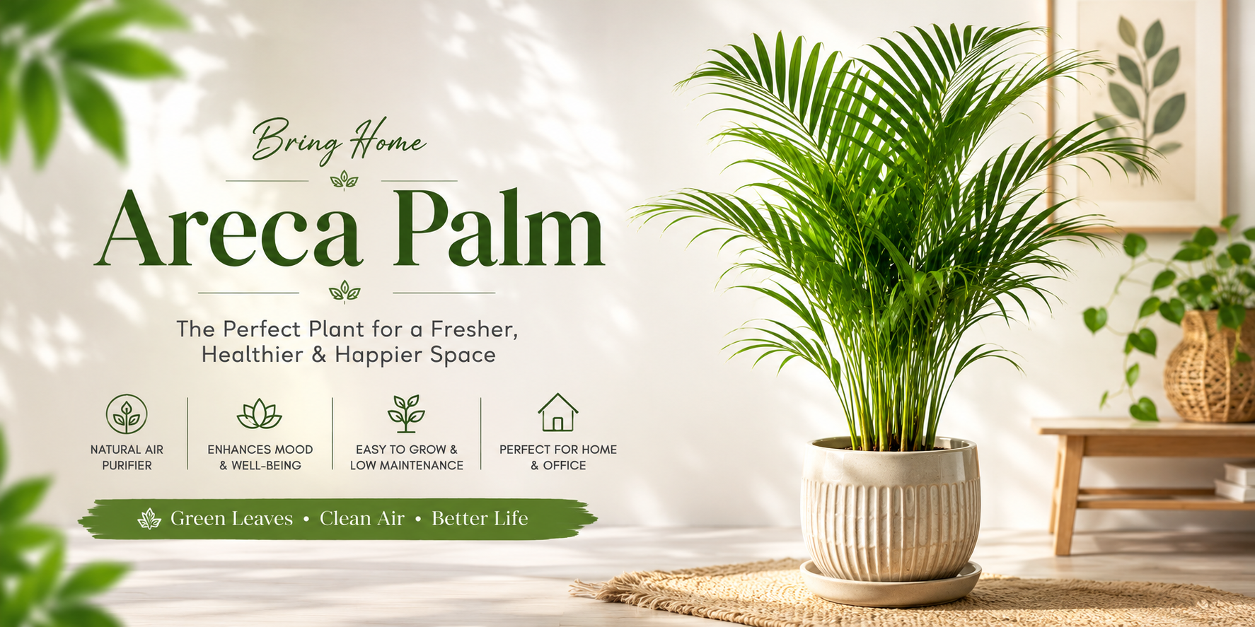 Areca Palm
