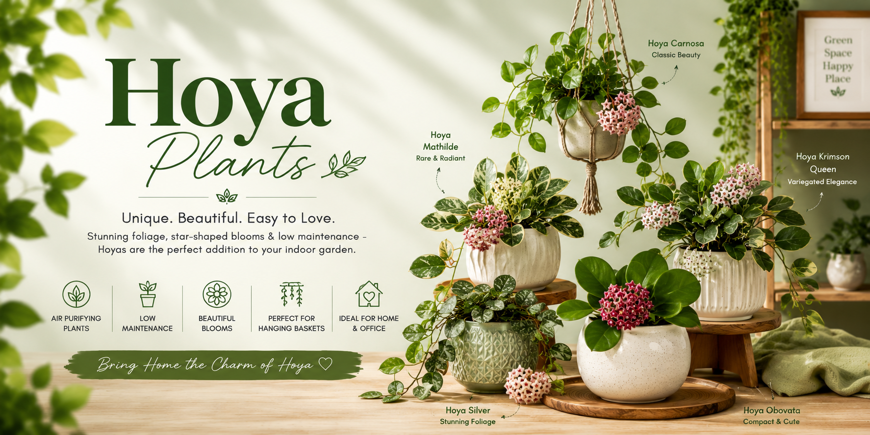 Hoya Plants