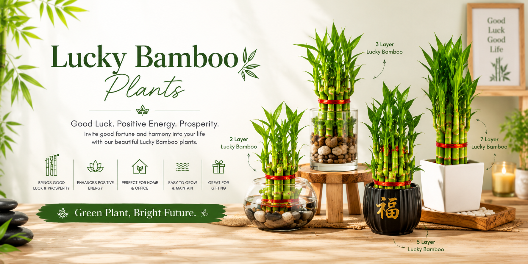 Lucky Bamboo plants