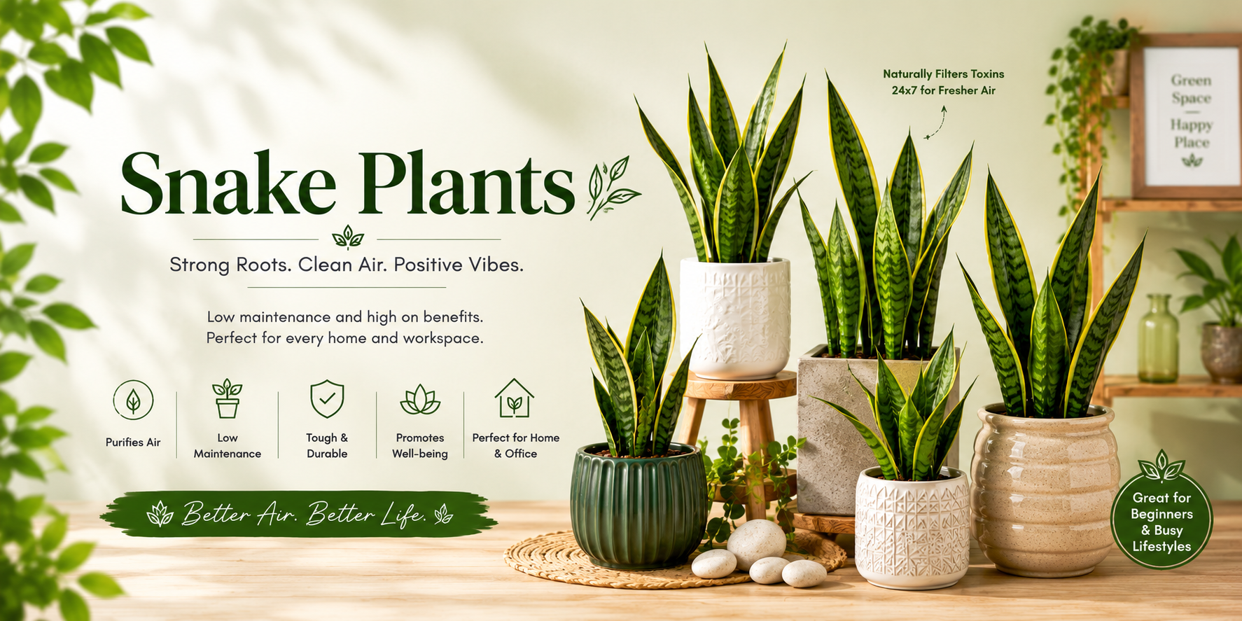 Snake Plants