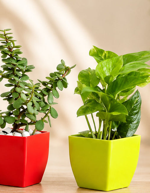 Jade Plant & Golden Money Plant Combo in Decorative Pots | Live Indoor Good Luck Plants for Home & Office | AlpineCart
