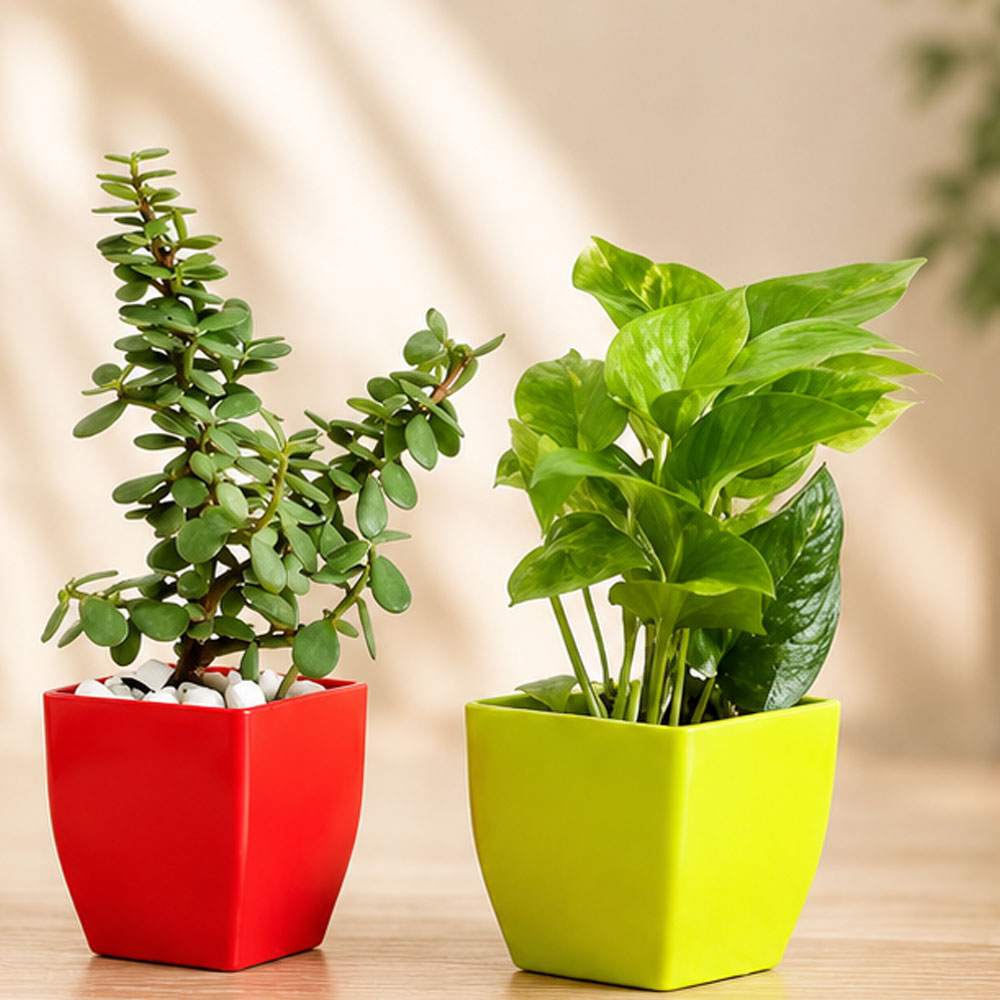 Jade Plant & Golden Money Plant Combo in Decorative Pots | Live Indoor Good Luck Plants for Home & Office | AlpineCart
