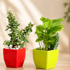 Jade Plant & Golden Money Plant Combo