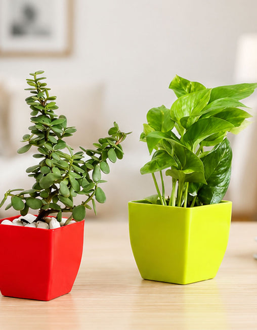 Jade Plant & Golden Money Plant Combo in Decorative Pots | Live Indoor Good Luck Plants for Home & Office | AlpineCart