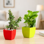 Jade Plant & Golden Money Plant Combo
