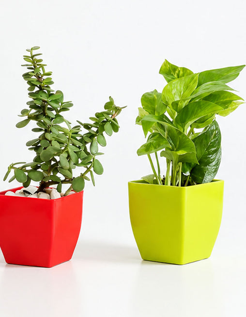 Jade Plant & Golden Money Plant Combo in Decorative Pots | Live Indoor Good Luck Plants for Home & Office | AlpineCart