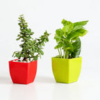 Jade Plant & Golden Money Plant Combo