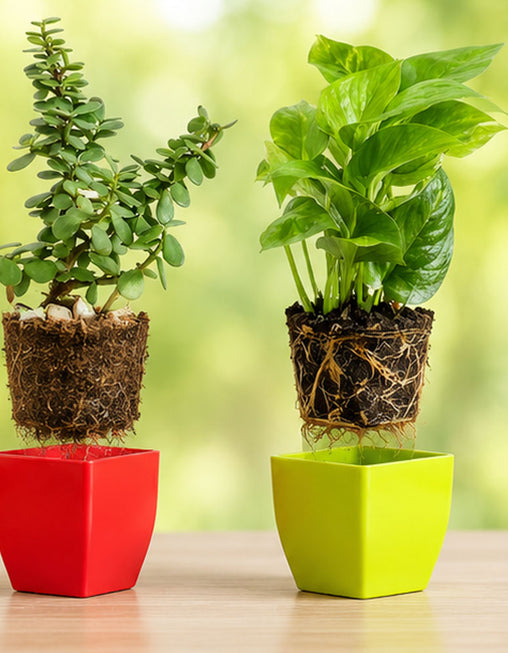 Jade Plant & Golden Money Plant Combo in Decorative Pots | Live Indoor Good Luck Plants for Home & Office | AlpineCart