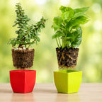 Jade Plant & Golden Money Plant Combo