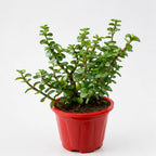 Jade Plant – Live Good Luck Indoor Plant