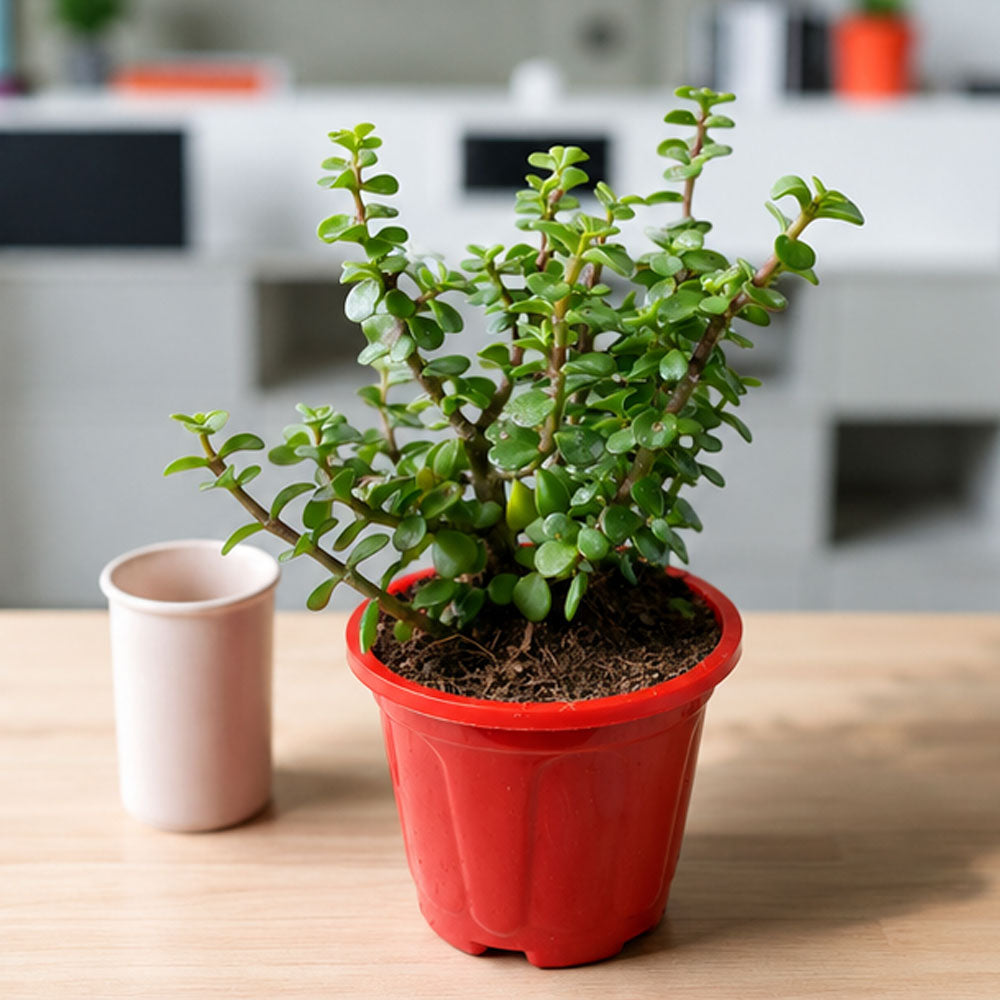 Lucky Jade Plant with Red Decorative Pot – Indoor Plant for Home & Office