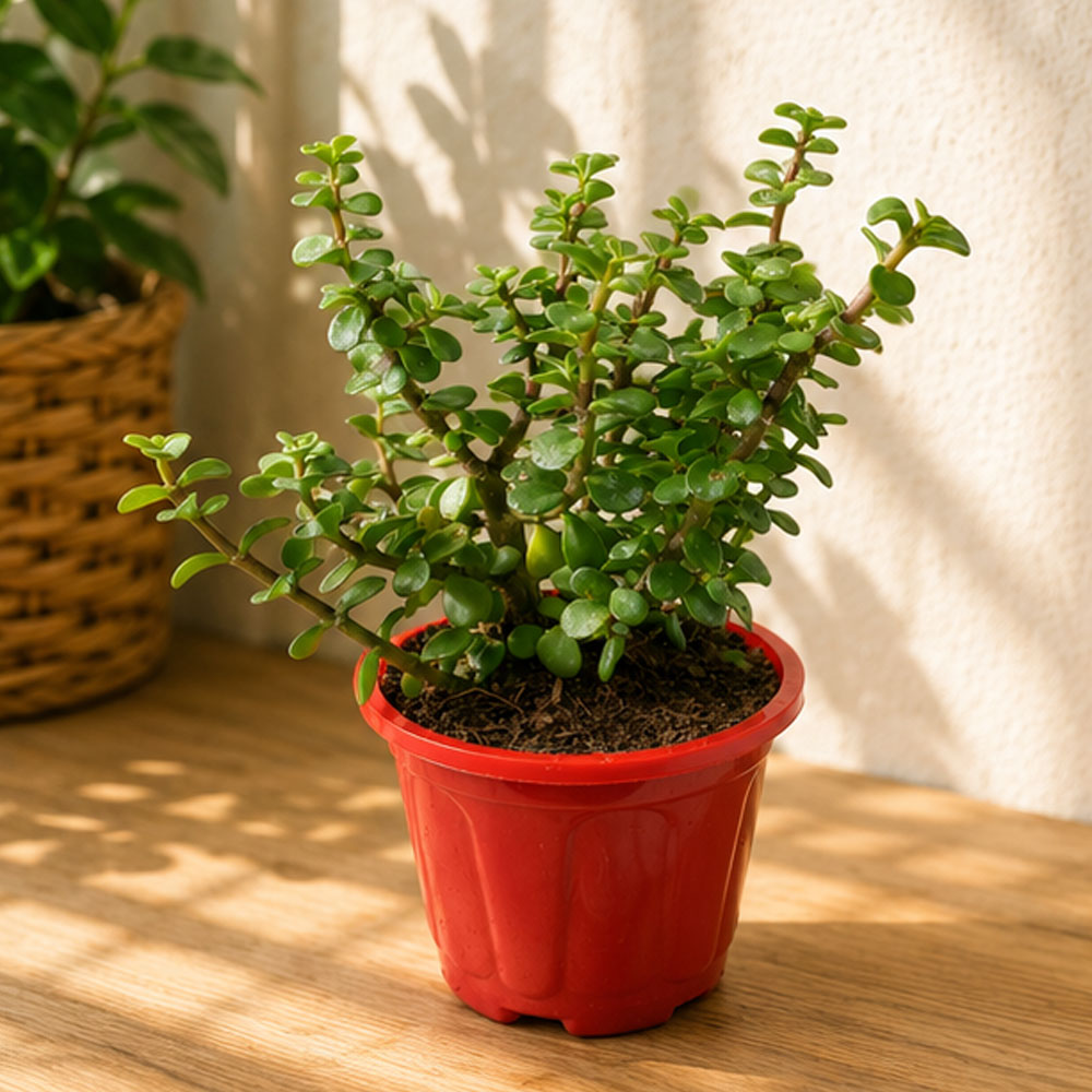 Lucky Jade Plant with Red Decorative Pot – Indoor Plant for Home & Office
