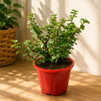Jade Plant – Live Good Luck Indoor Plant