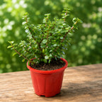 Jade Plant – Live Good Luck Indoor Plant
