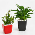 Jade Plant & Peace Lily Live Plant Combo in Decorative Pots | Air Purifying Indoor Plants | AlpineCart