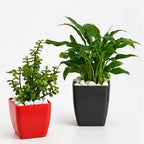 Jade Plant & Peace Lily Combo