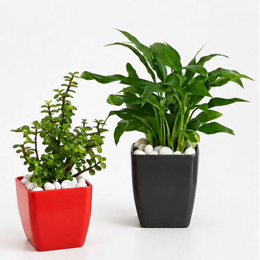 Jade Plant & Peace Lily Live Plant Combo in Decorative Pots | Air Purifying Indoor Plants | AlpineCart