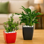 Jade Plant & Peace Lily Combo