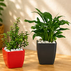 Jade Plant & Peace Lily Combo