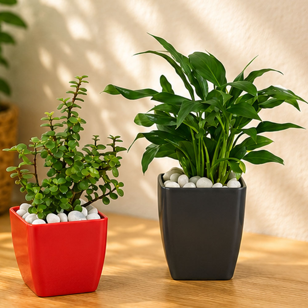Jade Plant & Peace Lily Live Plant Combo in Decorative Pots | Air Purifying Indoor Plants | AlpineCart