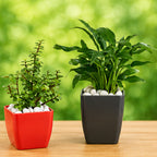 Jade Plant & Peace Lily Combo