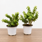 Jade Plant Set of 2 – Live Indoor Plants