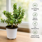 Jade Plant Set of 2 – Live Indoor Plants