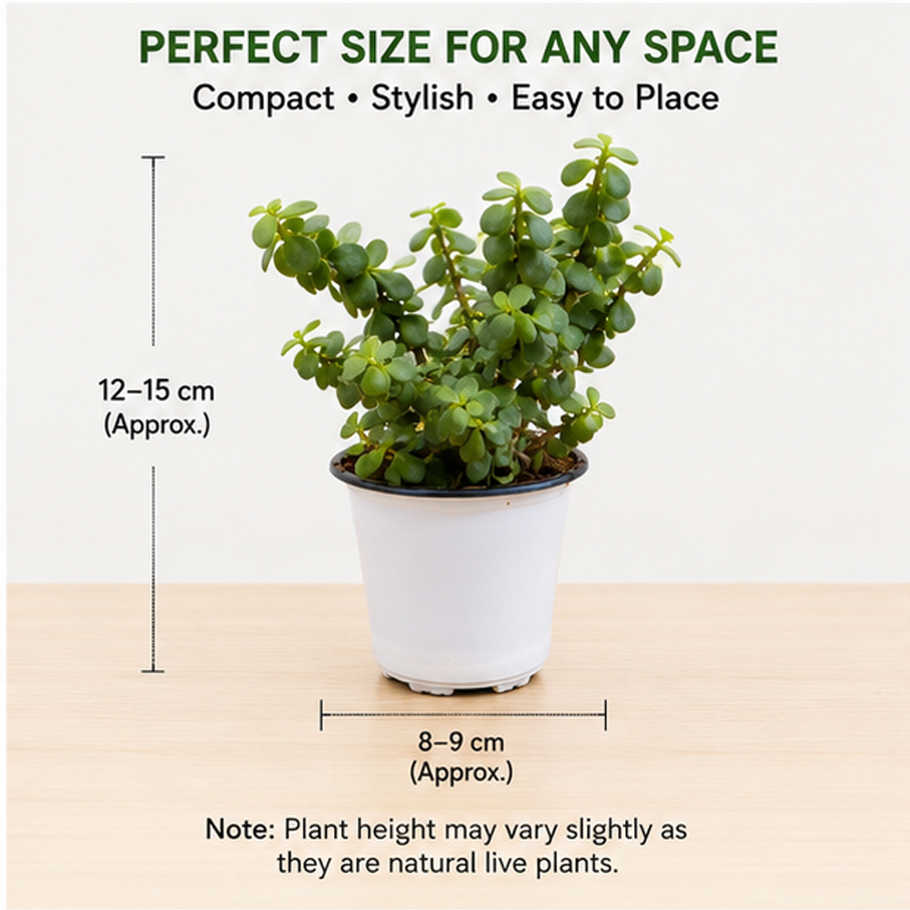 Jade Plant Set of 2 – Live Indoor Plants