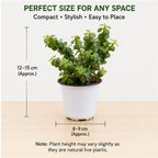 Jade Plant Set of 2 – Live Indoor Plants