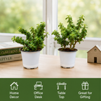 Jade Plant Set of 2 – Live Indoor Plants