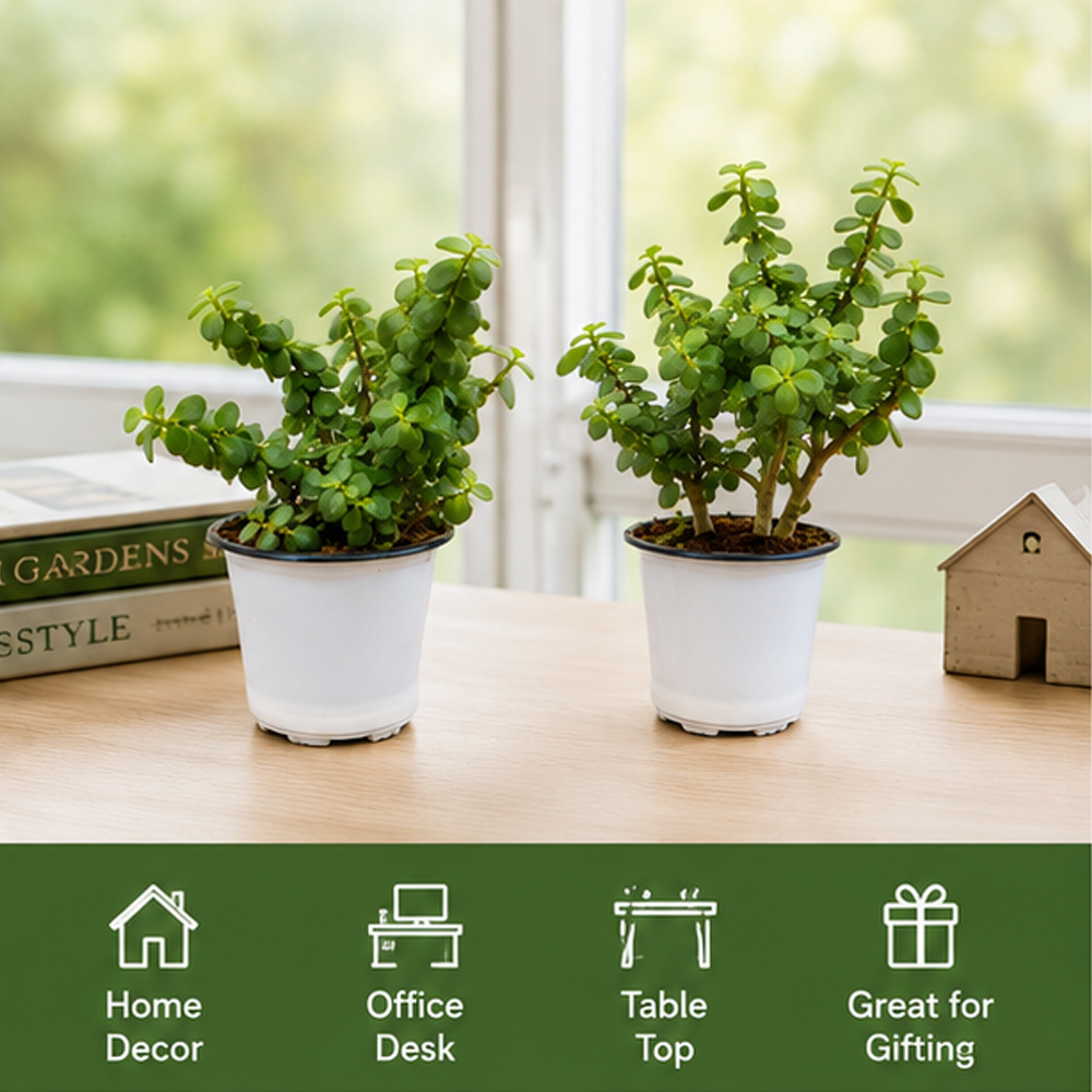 Jade Plant Set of 2 – Live Indoor Plants