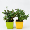 Set of 2 Jade Plants in Decorative Pots | Live Indoor Good Luck Succulent Plants for Home & Office | AlpineCart