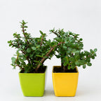 Set of 2 Live Jade Plants