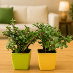 Set of 2 Live Jade Plants