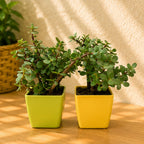 Set of 2 Live Jade Plants