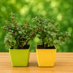 Set of 2 Live Jade Plants
