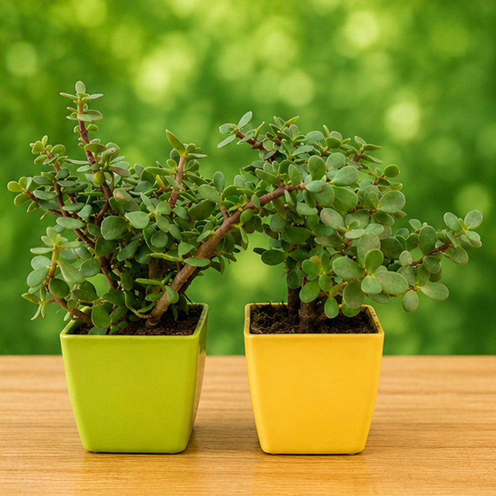 Set of 2 Jade Plants in Decorative Pots | Live Indoor Good Luck Succulent Plants for Home & Office | AlpineCart