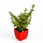 Live Jade Plant for Home & Office