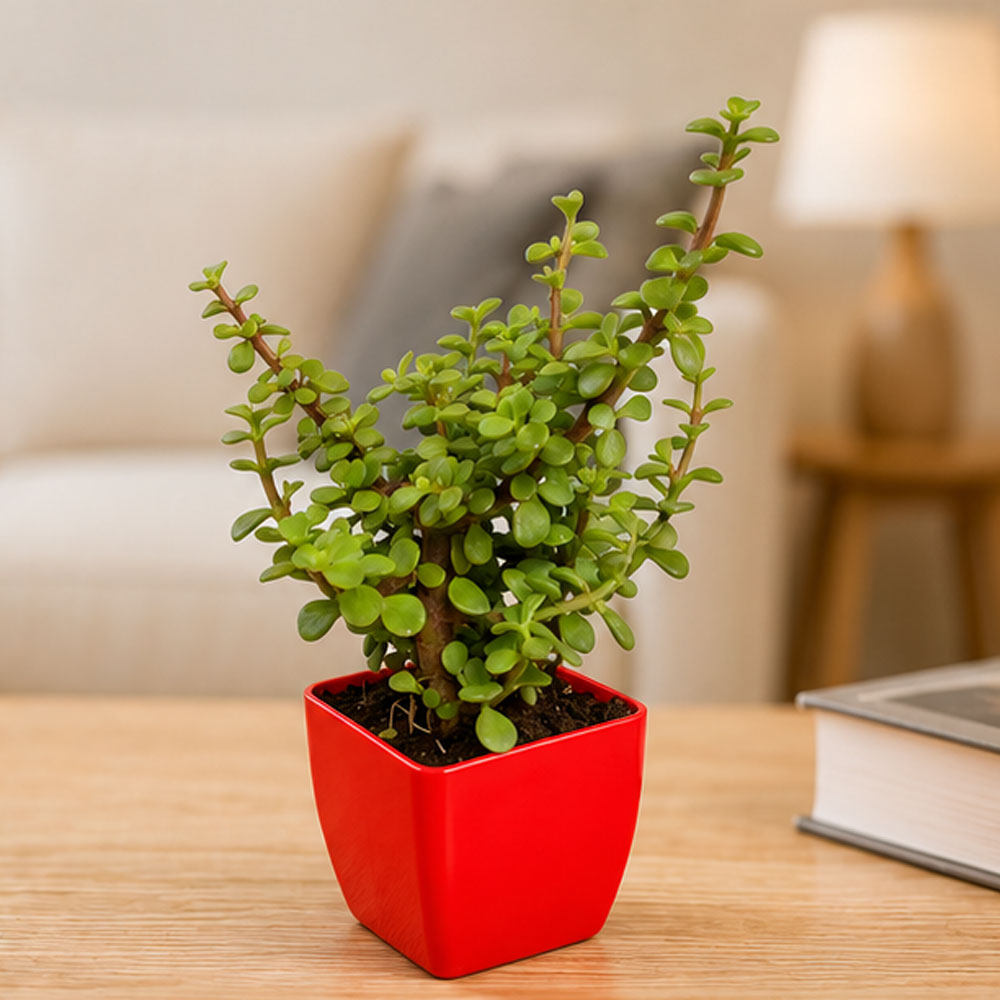 Jade Plant – Good Luck Indoor Plant for Home, Office & Gifting