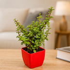 Live Jade Plant for Home & Office