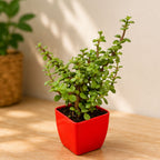 Live Jade Plant for Home & Office