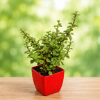 Live Jade Plant for Home & Office
