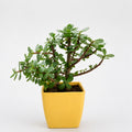 Lucky Jade Plant with Yellow Decorative Pot – Indoor Succulent for Home & Office