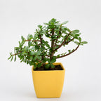 Jade Plant in Decorative Pot