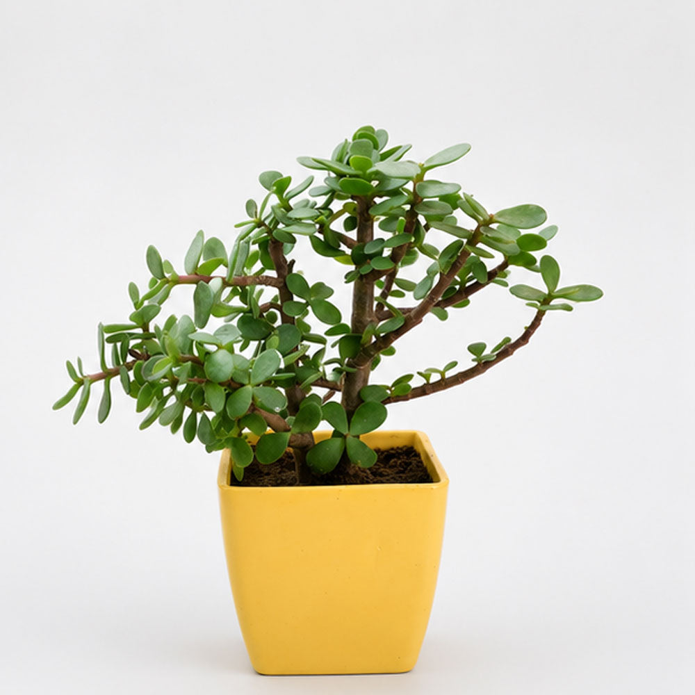 Lucky Jade Plant with Yellow Decorative Pot – Indoor Succulent for Home & Office