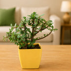 Jade Plant in Decorative Pot