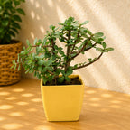 Jade Plant in Decorative Pot