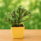 Jade Plant in Decorative Pot