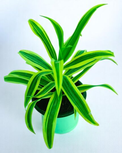 Draceana Sun of India Colorful Indoor Plant